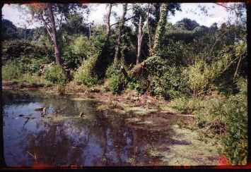 Photo of Fleet pond taken with Agfa Standard 120 rollfilm