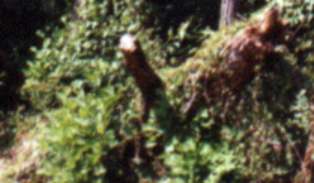 Closeup of photo of Fleet pond taken with Agfa Standard 120 rollfilm