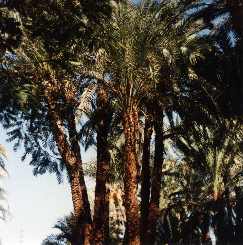 Photo of Palm trees in Luxor